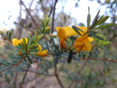 Pultenaea flexilis