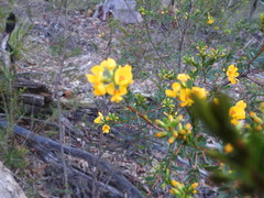 Pultenaea flexilis