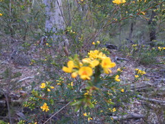 Pultenaea flexilis