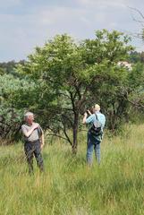 Vachellia rehmanniana