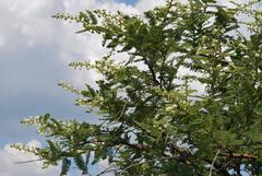 Vachellia rehmanniana