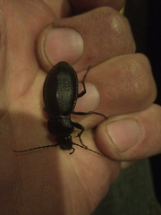 Carabus aeruginosus