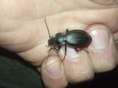 Carabus aeruginosus