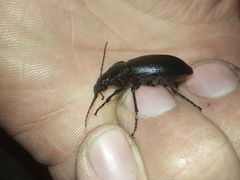 Carabus aeruginosus