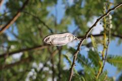 Vachellia rehmanniana
