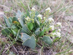 Lepidium cartilagineum