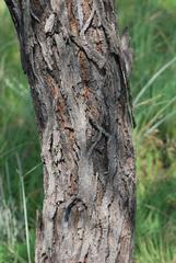 Vachellia rehmanniana