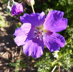 Geranium incanum multifidum