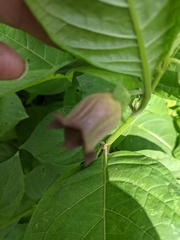Atropa belladonna