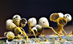 Physarum albescens