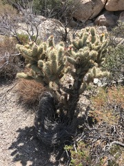 Cylindropuntia wolfii