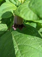 Atropa belladonna