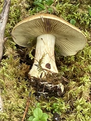 Cortinarius percomis