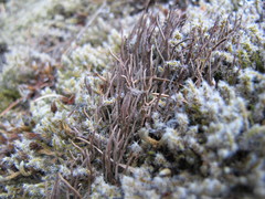 Cladonia cornuta