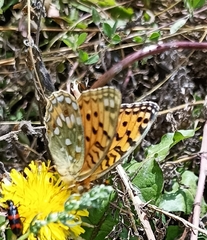 Argynnis jainadeva