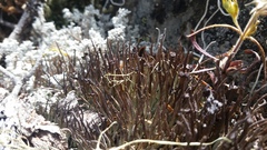 Cladonia cornuta