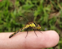 Sympetrum parvulum