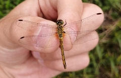 Sympetrum parvulum