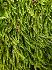 Cirriphyllum crassinervium
