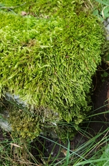 Cirriphyllum crassinervium
