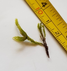 Cirriphyllum crassinervium
