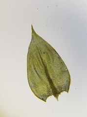 Cirriphyllum crassinervium