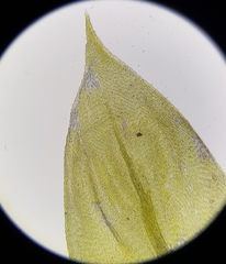 Cirriphyllum crassinervium
