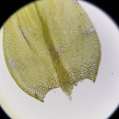 Cirriphyllum crassinervium