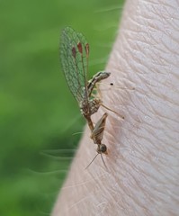 Austromantispa imbecilla