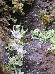 Cladonia borealis