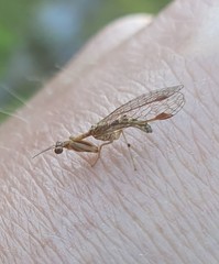 Austromantispa imbecilla