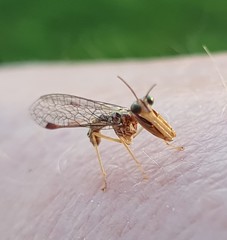 Austromantispa imbecilla