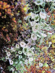 Cladonia borealis