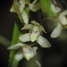 Wongi Fairy Bells - Photo (c) Scott W. Gavins, some rights reserved (CC BY-NC), uploaded by Scott W. Gavins