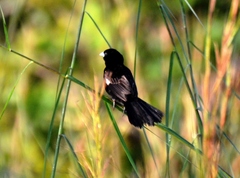 Euplectes albonotatus