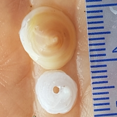 Calyptraea chinensis