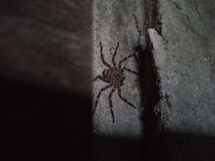 Selenops