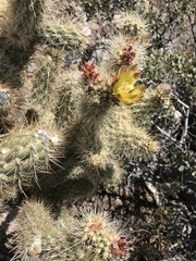 Cylindropuntia wolfii