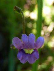 Nemesia affinis