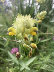 Rhinanthus glacialis