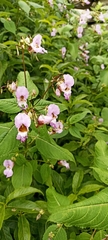 Impatiens sulcata