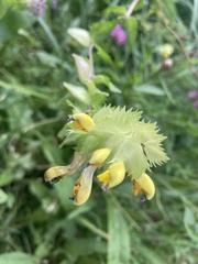 Rhinanthus glacialis