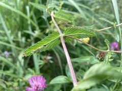 Rhinanthus glacialis