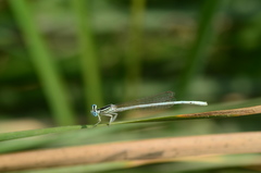 Platycnemis dealbata