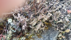 Cladonia phyllophora