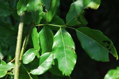 Dalbergia obovata