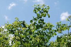 Dalbergia obovata