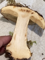 Cortinarius percomis