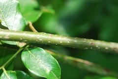 Dalbergia obovata