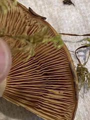 Cortinarius percomis